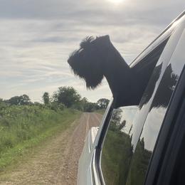 Gracie Lu - Giant Schnauzer