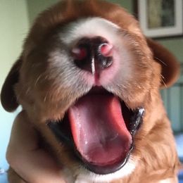 Cavalier King Charles Spaniel Puppies from LynWood Cavaliers