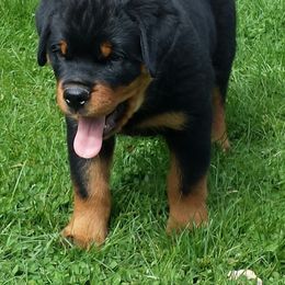 Rottweiler Puppies from Highland Rottweilers