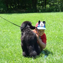 Poodle Puppies from D and D Standard Poodles