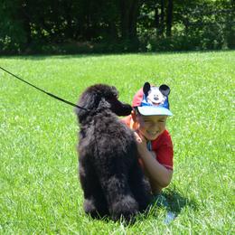 Poodle Puppies from D and D Standard Poodles