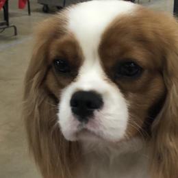 Cavalier King Charles Spaniels and Pembroke Welsh Corgis from Royal Cavaliers & Corgis