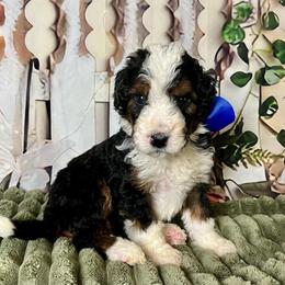 Blue Boy - Tri-color male Bernedoodle puppy in The Woodlands, Texas from Gracie's Goldendoodles and Bernedoodles of The Woodlands