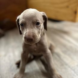 Miley - Silver gray female Weimaraner puppy in Spartanburg, South Carolina from Palmetto State Weimaraners
