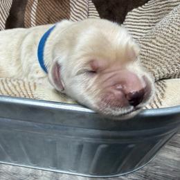 Blue Collar - Light golden male Golden Retriever puppy in Evansville, Wyoming from Pura Vida Golden Retrievers