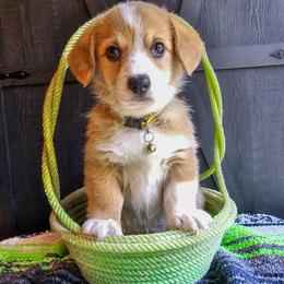 Ma Smalley - Red female Pembroke Welsh Corgi puppy in Fortine, Montana from North Star Pembroke Welsh Corgi's