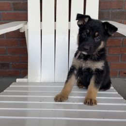 Quake - German Shepherd puppy in Jacksonville, Florida from J & J Ranch