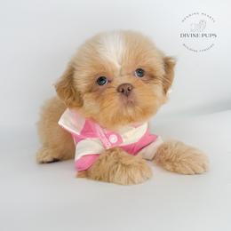 Eban - Cream and white male Shih Tzu puppy in League City, Texas from Divine Pups