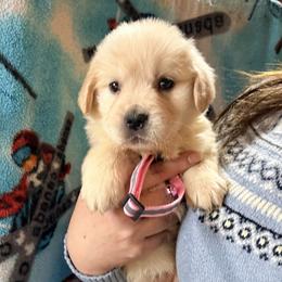 Pink Stripe Collar Girl - Golden female Golden Retriever puppy in Garrison, Montana from Mattiaci Goldens