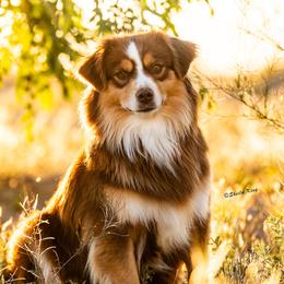 Autumn - Miniature American Shepherd