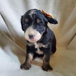 Goldie - Black female Sheepadoodle puppy in Bellevue, Iowa from Fluffy Wonders Poms and Doodles