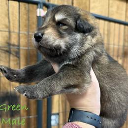 Green - Sable male German Shepherd puppy in Terra Alta, West Virginia from Shepherd Country Farm and Kennels
