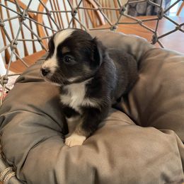 Miniature Australian Shepherd Puppies from Little Sooner Aussies
