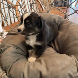 Miniature Australian Shepherd Puppies from Little Sooner Aussies