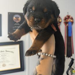 Boy one - Black and mahogany male Rottweiler puppy in Cleveland, Texas from Vom Haus Fantasy Rottweiler Kennel