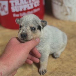 Girl 3 - Blue speckled female Australian Cattle Dog puppy in Hurley, Virginia from BoardCamp Kennels-AKC Australian Cattle Dogs