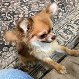 Truffle - Chocolate sabled fawn female Chihuahua puppy in Hebron, North Dakota from Dakota Heart Chihuahuas