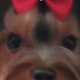 Star T - Yorkshire Terrier