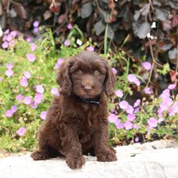 Navy - Chocolate male Australian Labradoodle puppy in Williamstown, New York from Lewis Manor Labradoodles