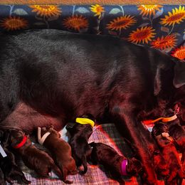 Green Collar - Black male Labrador Retriever puppy in Malabar, Florida from Mythic Labradors, LLC