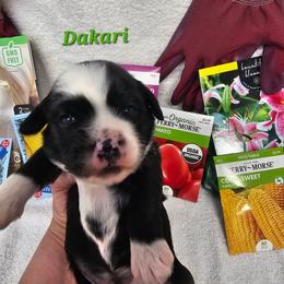 Dakari - Black and white male Tibetan Terrier puppy in Dorena, Oregon from Angel Tibetans Of Oregon