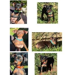 Miniature Pinscher puppies from Tami DeLeeuw
