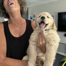 Golden Retriever Puppies from Golden Hour Golden Retrievers