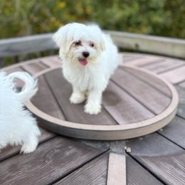 Maltese puppies from House of Paws Heritage Nursery LLC.