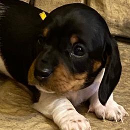 CAMI - Piebald female Dachshund puppy in Elizabethtown, Kentucky from Teeny Tiny Puppy Tails