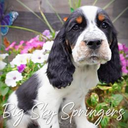 Boy 5 - Black white and tan male English Springer Spaniel puppy in Great Falls, Montana from Big Sky Springers
