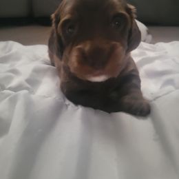 Dachshund Puppies from Harlee's Dachshunds