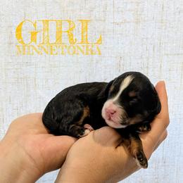 Minnetonka - Tri-color female Bernedoodle puppy in Cambridge, Minnesota from Country Meadow Doodles