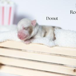 Donut - Red merle male Miniature Australian Shepherd puppy in Wooster, Ohio from Kari's Mini Aussies