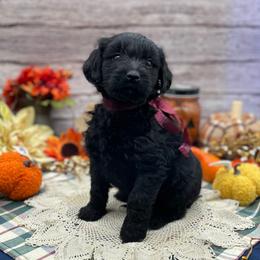 Ruby - Black female Goldendoodle puppy in Lisbon, Ohio from Willow Lane Doodles