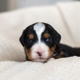 Beau - Tri-color male Bernedoodle puppy in Narvon, Pennsylvania from CBKB Bernedoodle’s