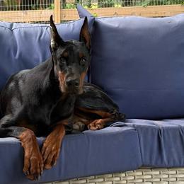 Siobhan - Doberman Pinscher