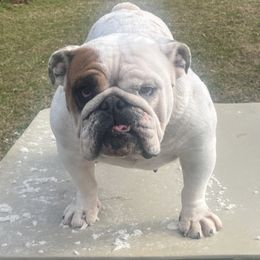 Diamond  - Bulldog