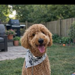 Miley - Goldendoodle