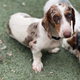 Apollo - Dachshund