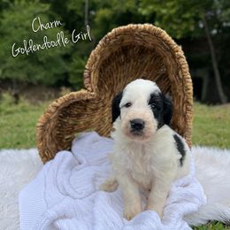 Charm - Parti female Goldendoodle puppy in Grove, Oklahoma from Guinn Family Farms