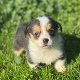 Jade (Bluie) - Gray and white female American Corgi puppy in East Oakdale, California from Rhettro Kennels