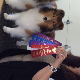 Shetland Sheepdog All Grown Up from Keeara’s Shetland Sheepdogs