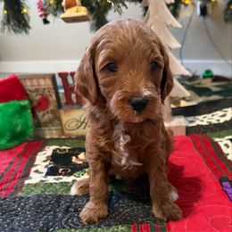 Bingo - Red  male Goldendoodle puppy in Stockton, Utah from Mustanghills Doodles and Poodles
