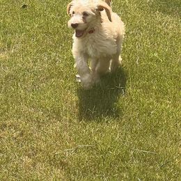 Labradoodle Puppies from Dotsie's Doodles