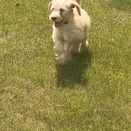 Labradoodle Puppies from Dotsie's Doodles