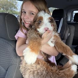 Bernedoodle and Irish Doodle Puppies from Boutique Bernedoodles & Co.