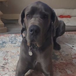 Great Danes from Terry Udy's Great Danes
