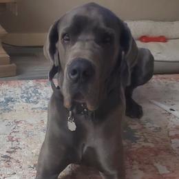 Great Danes from Terry Udy's Great Danes