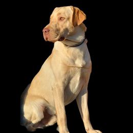 Maxx - Labrador Retriever