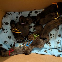 Boy 1 - Gold brindle male Dutch Shepherd puppy in Battle Ground, Washington from van Horushuis Dutch Shepherds